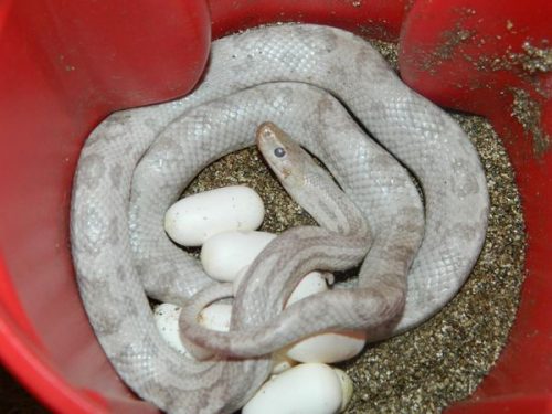 Corn Snake Morphs And Genetics: The Ultimate Guide