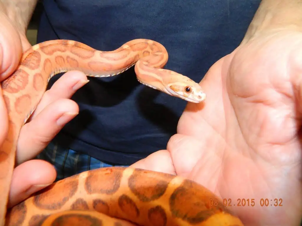 a man holding a scaless palmetto corn snake