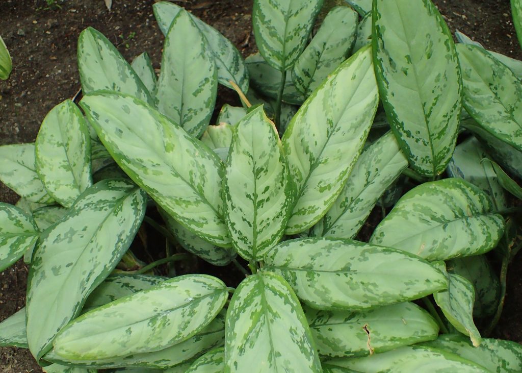 Aglaonema