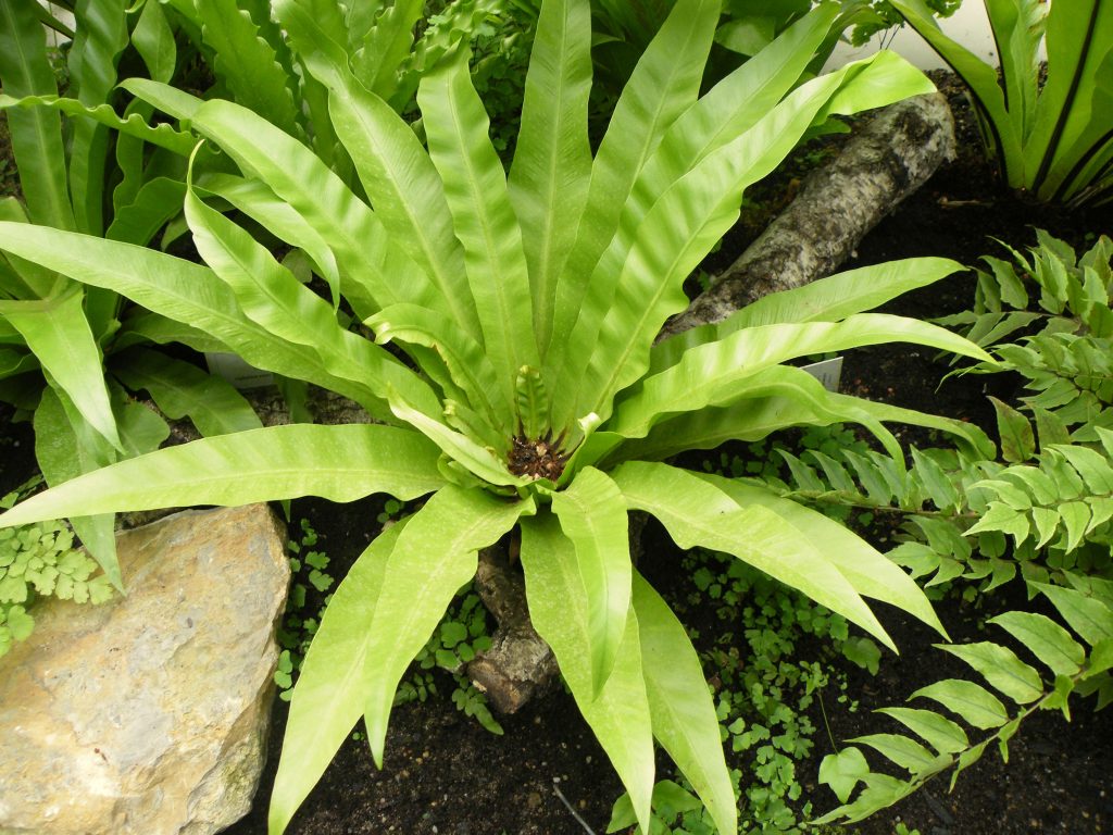 Asplenium nidus