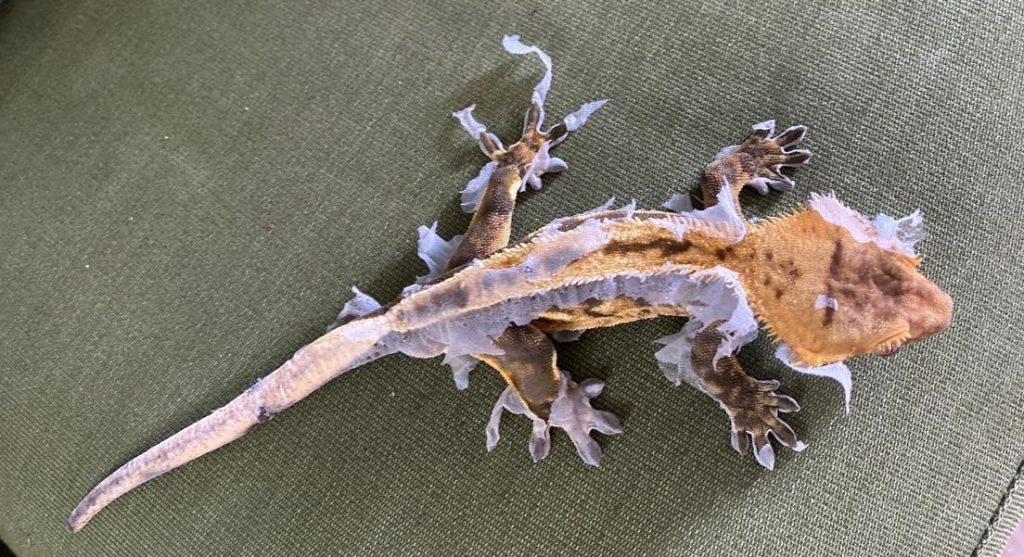 Crested Gecko Shedding: All You Need to Know