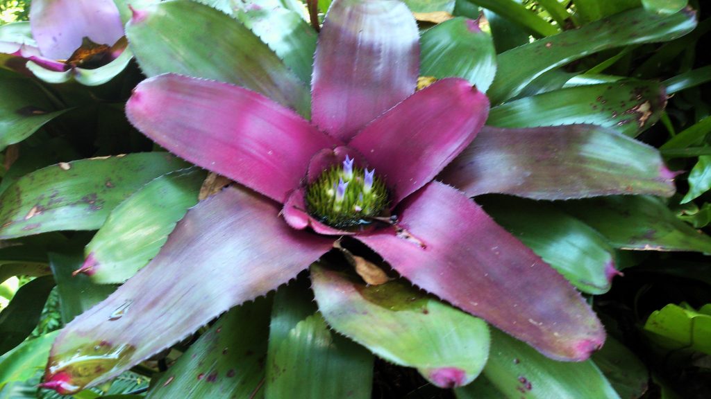 Neoregelia sp