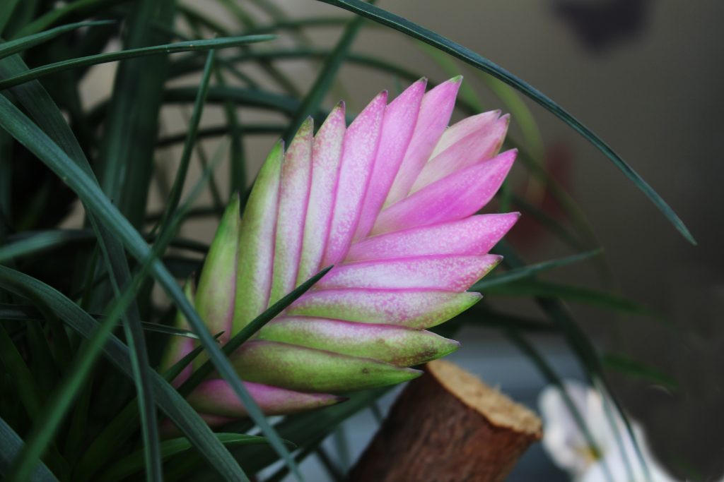 Tillandsia Cyanea