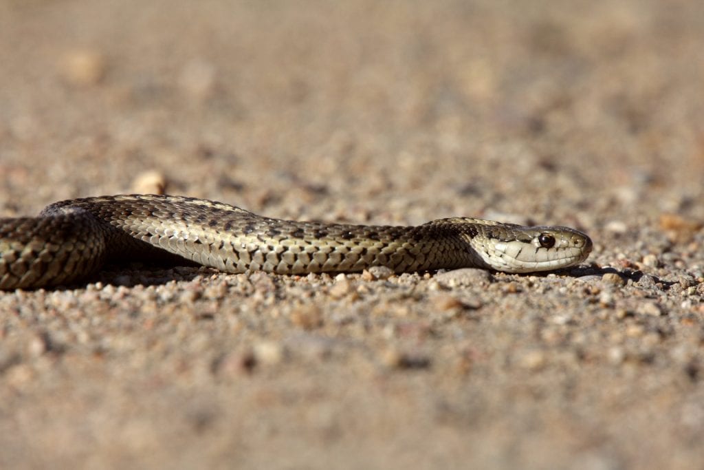 a crawling gopher snake