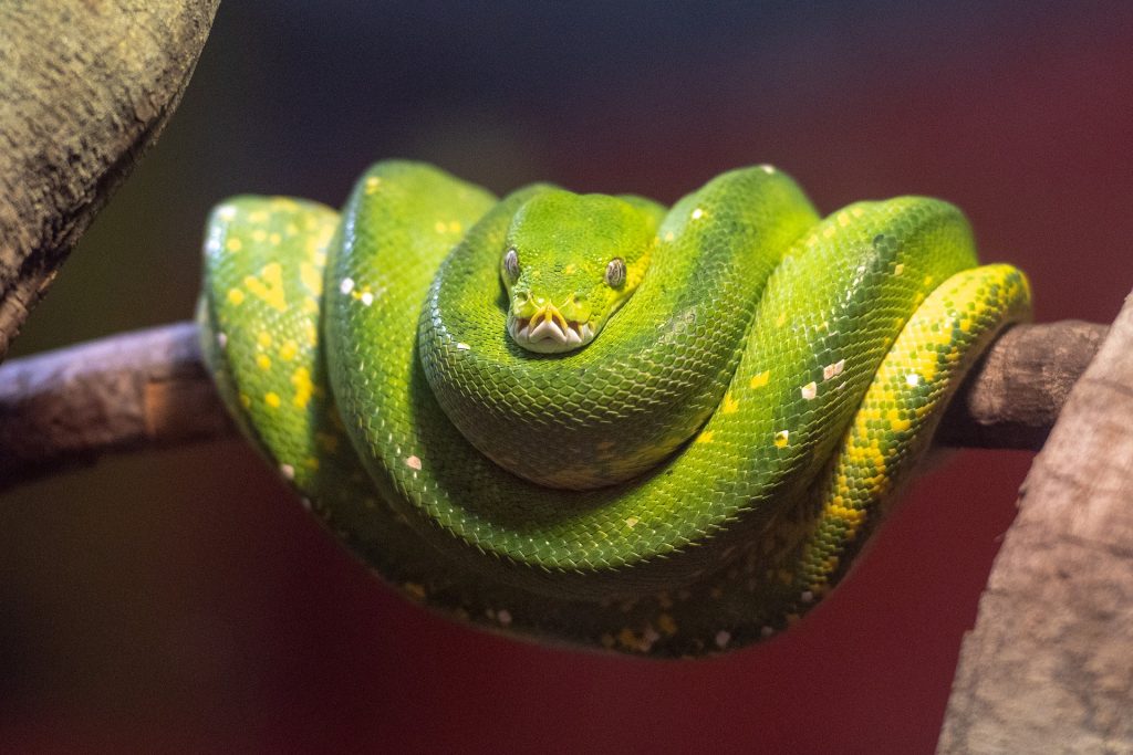 A Green Tree Python on a branch