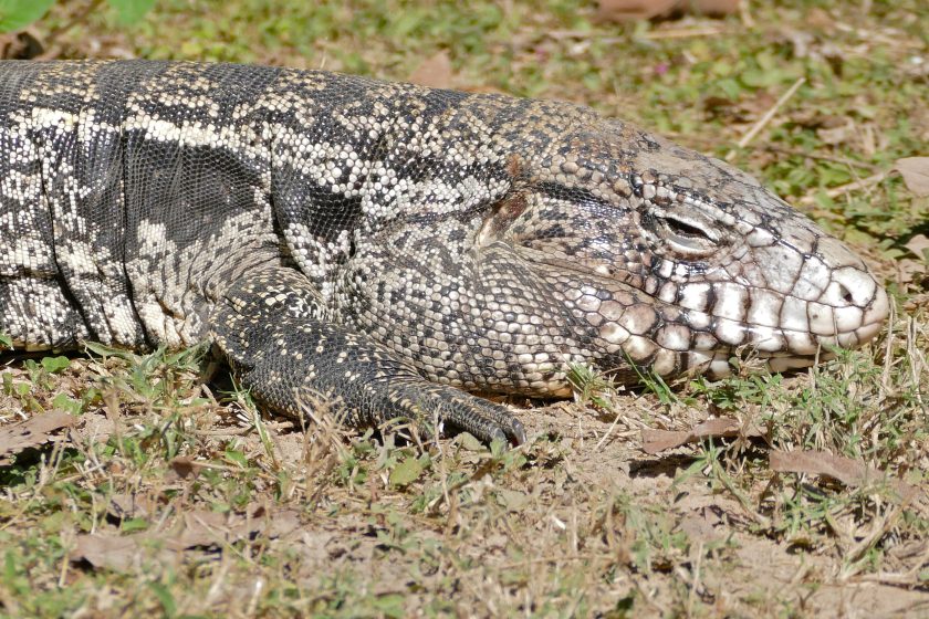 close up of an Argentine Black and White Tegu