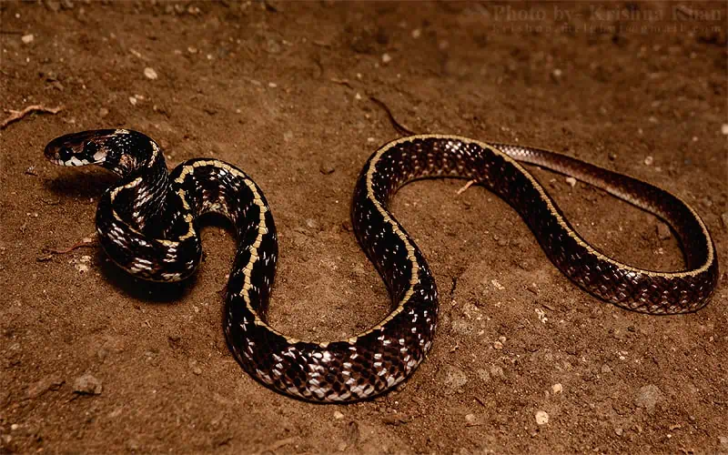 Indian Egg-Eating snakes on sand