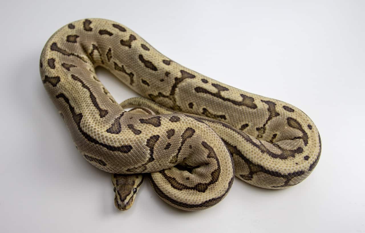 calm ball python