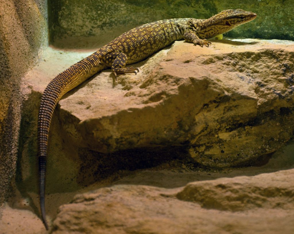 Ackies Monitor on a rock