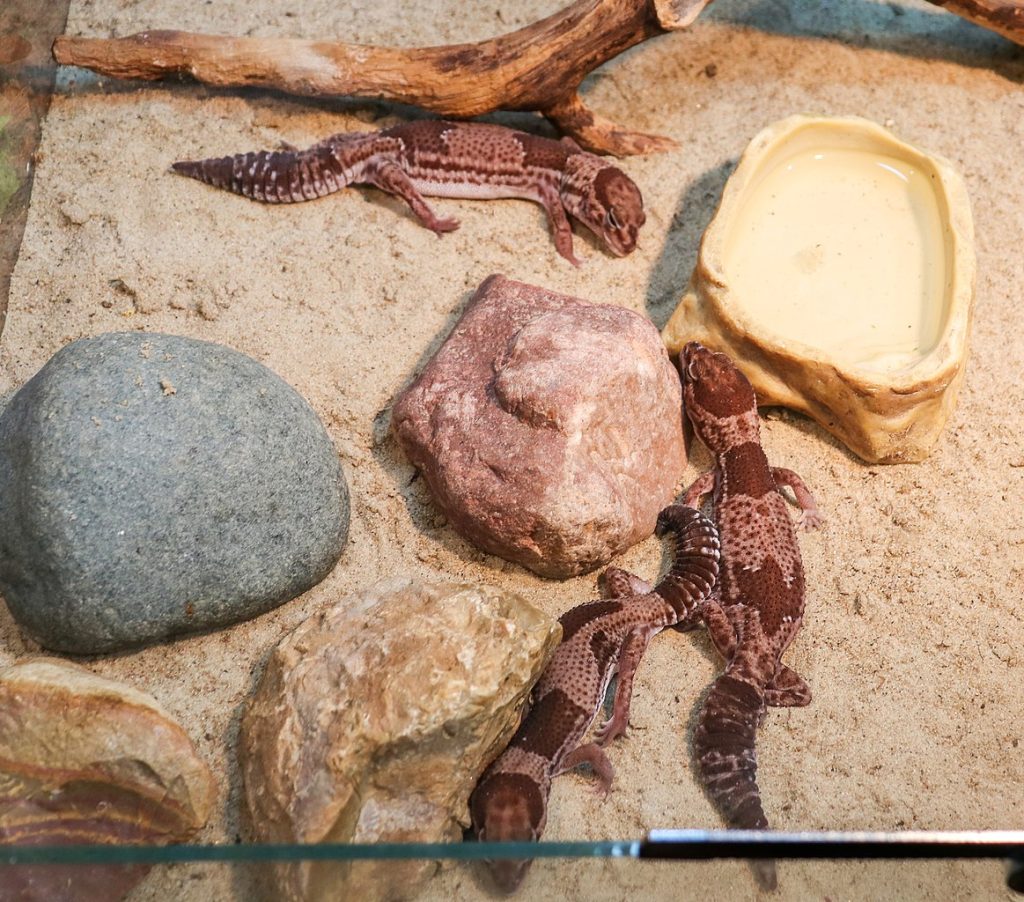 African Fat-Tailed Geckos playing