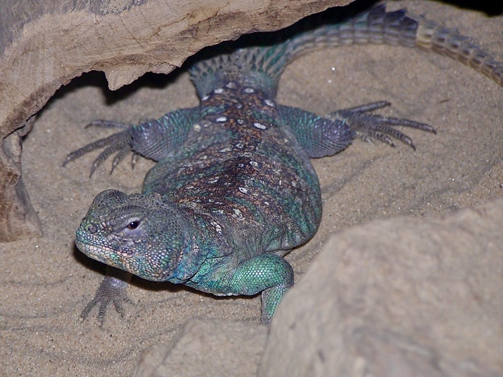 Spiny-Tailed Lizard in a tank