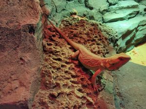 Bearded dragon basking in terrarium