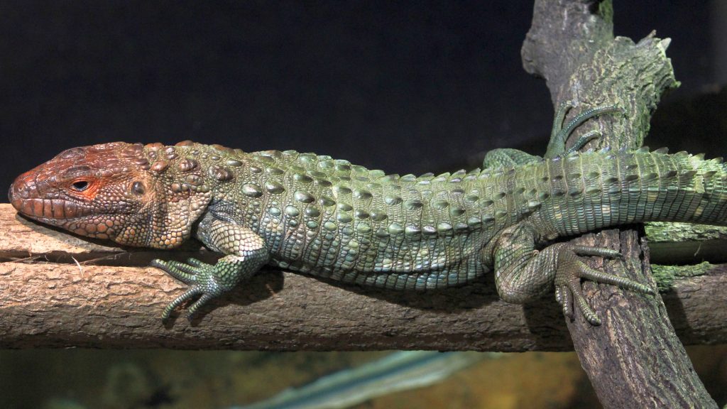 relaxed Caiman Lizards on a log