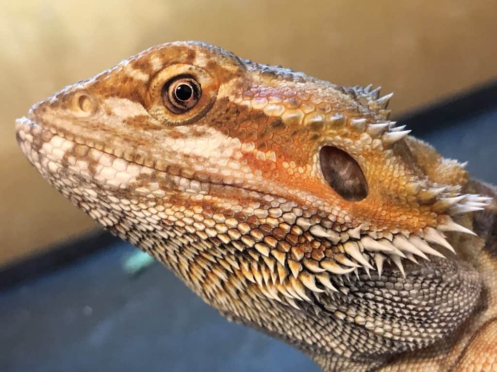 Young health Bearded Dragon