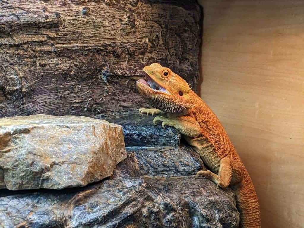 Bearded dragon gaping