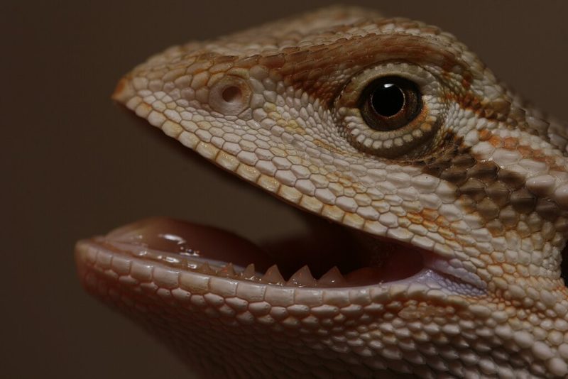 Bearded dragon showing his teeth