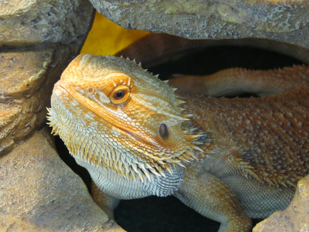 bearded dragon in hide