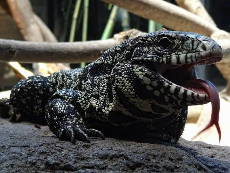 Tupinambis merianae black and white tegus