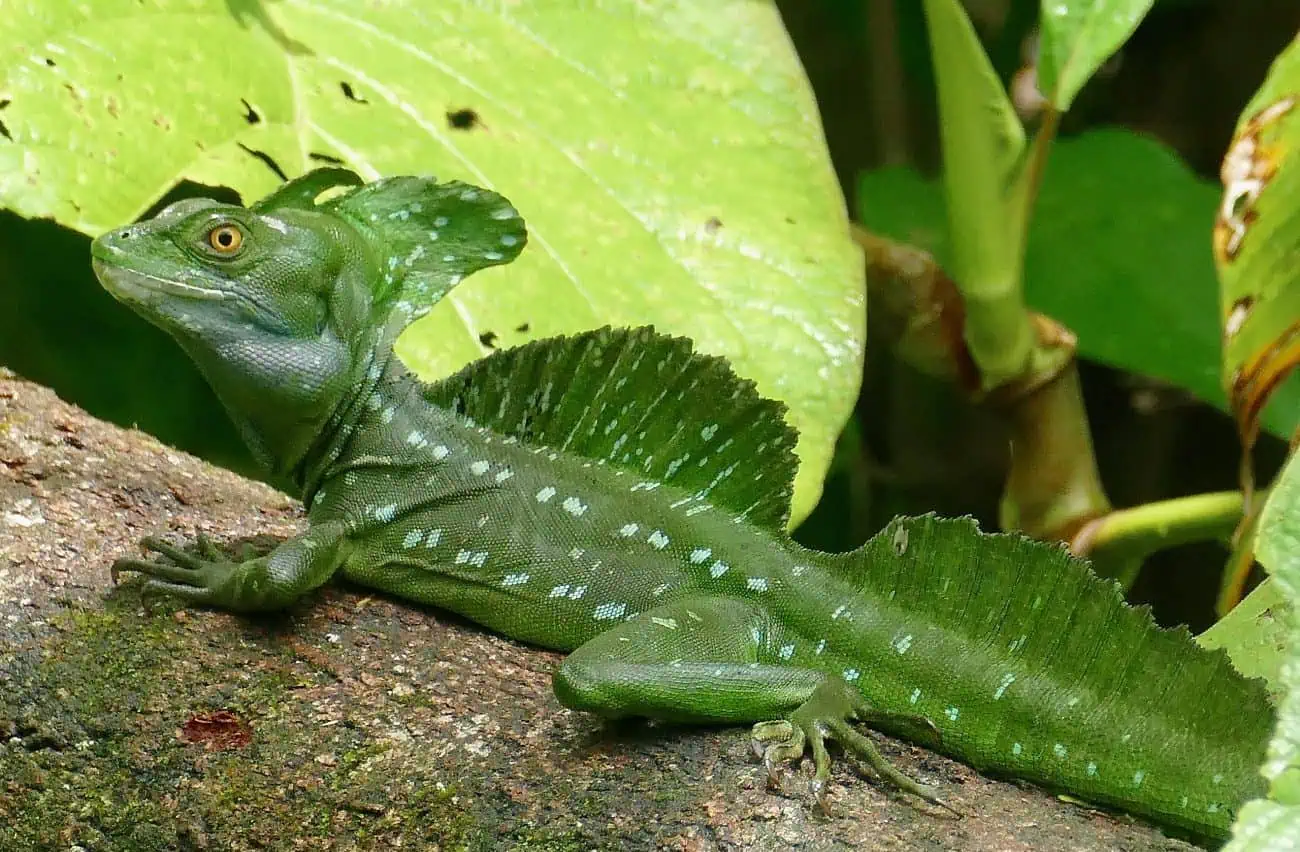 green basilisk